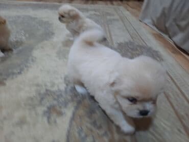 akvarium balıqları haqqında məlumat: Pekines, Peyvəndli — 1