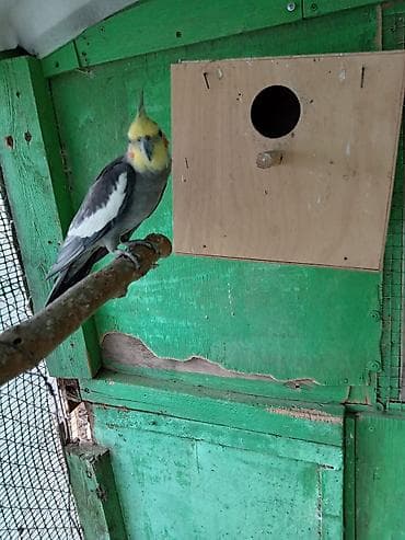 qus adlari: Qiymət rAzılaşma ilə . əlaqə 0507603023 — 2