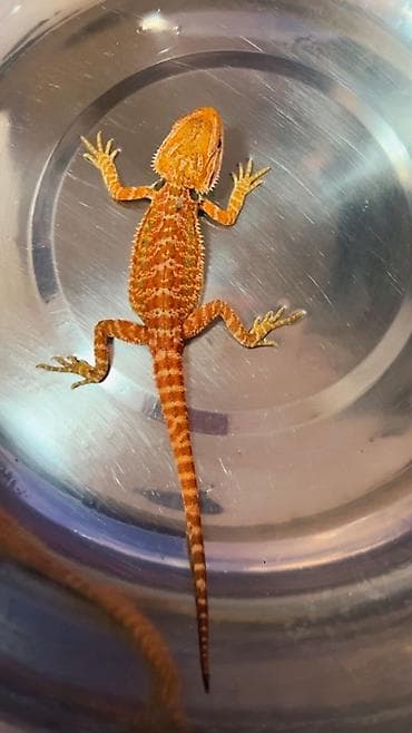 Digər heyvanlar: Bearded dragon ( aqama ) ve gecko ( eublefar ) kertenkele balalari — 7