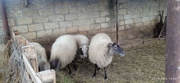 şirin dovşan şəkilləri: Qoyunlar – ana sürü - Şəkillərdə 4 baş ana qoyun görünür (qara-ağ — 2