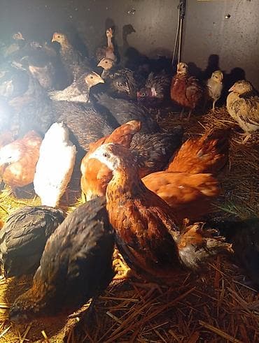 saman baki: Toyuq cücələri, Ətlik — 5