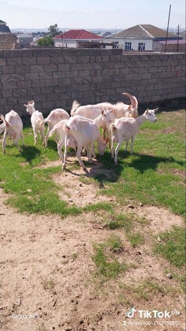 электрическая машинка для стрижки овец: Bir neçə baş ağ rəngli keçi satılır. Keçilər normal bədən quruluşuna — 2