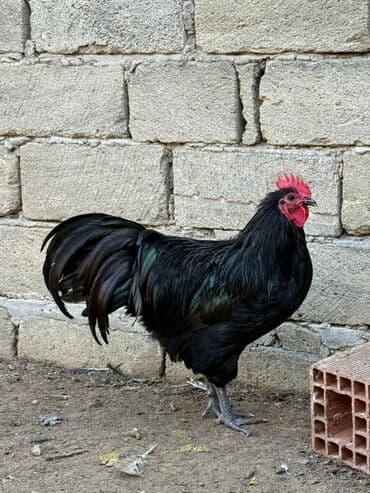 helep keci: Məhsul: Safqan xoruzlar - Növ və rəng: Fotolarda iki fərqli xoruz — 1