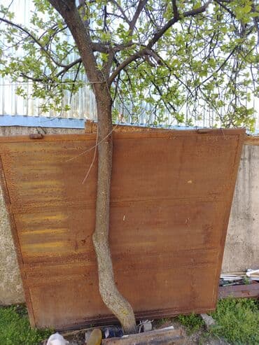 qaşıq qabı: Новый Входная дверь Самовывоз — 3