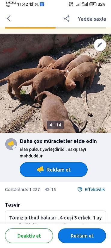 itlerin alisi: Pitbul, 1 ay — 3