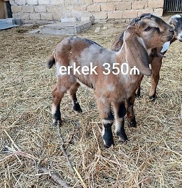 arpa bugda satisi: Salam, Nubian keçi balaları satılır. Рождены 07.01.2026. Отец ЧП — 2