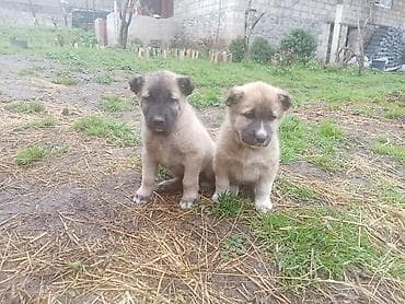 ucuz toyuq satisi: Qurd basar balalaridirqanlı küçiylerdirŞekilde gördüynüz itlərin — 2
