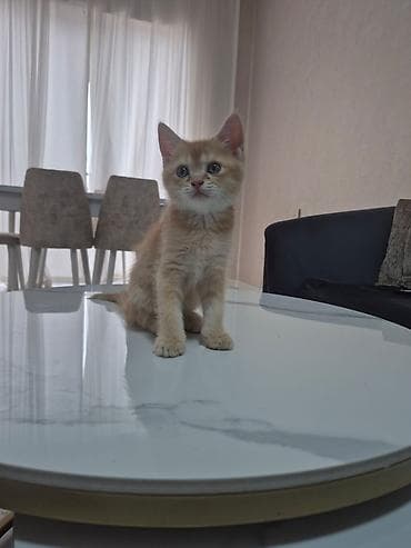 bala itler: Britan — 4