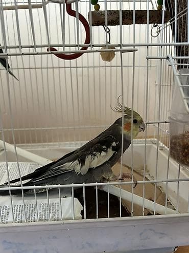 sabuncu heyvan bazari: Sultan papuqayi
Qefesle aksesuarlarla birge satilir — 3