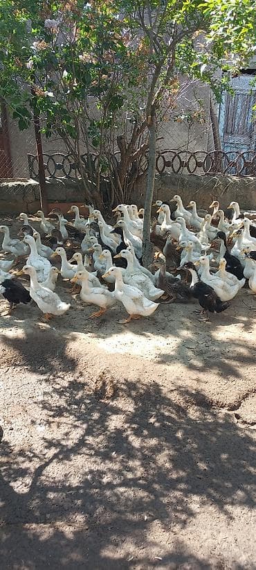doberman bala: Ördek balaları – qarışıq rəngli və cinslər - Təsvir: Həyət şəraitində — 6