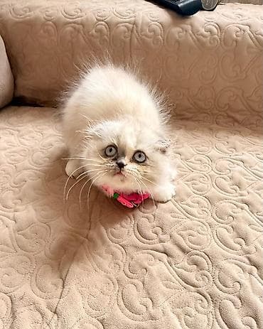 qoyun heyvan: Şotland yastı qulaq — 7