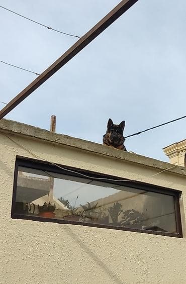 2 ayliq cuceler: Alman çoban iti, 3 il, Dişi, Ödənişli çatdırılma — 4