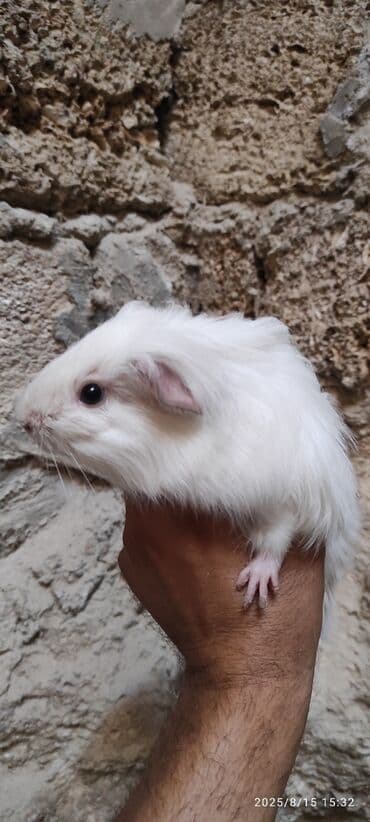 su donuzu: Ağ rəngli pambıq kimi yumşaq dəniz donuzu, qara gözləri və çəhrayı — 5