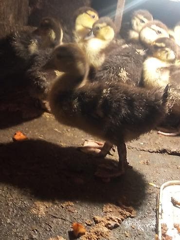 ordek balasi ne yeyir: Ördək cücələri, Ətlik — 1