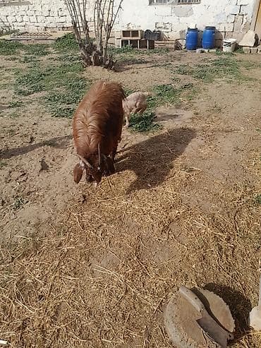 Dişi, il: 1, 40 kq, Ətlik, Südlük, Ünvandan götürmə — 3