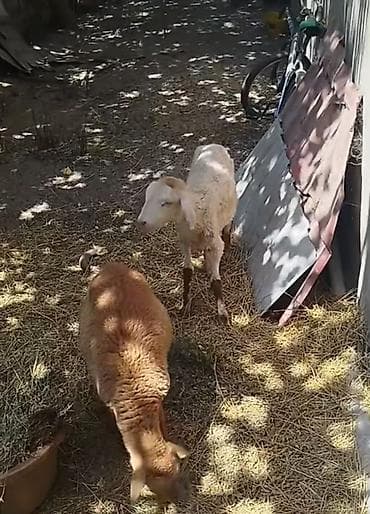 Iki dişi quzu satılır qiyməti birinin 150 manat