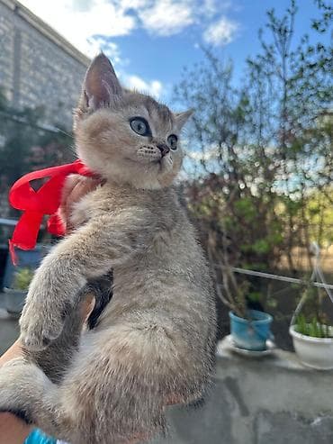 pisiyler: Britan — 3