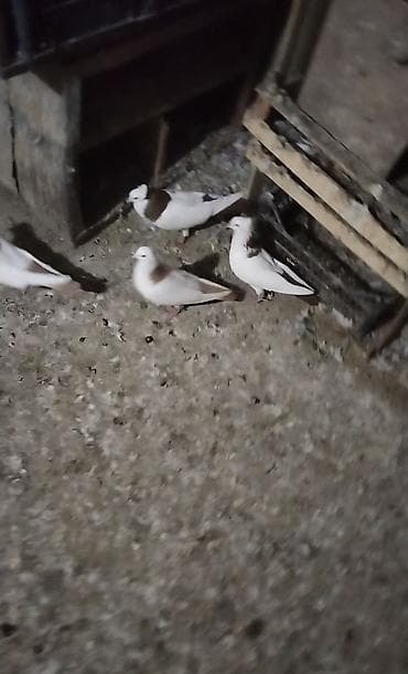 qus satisi: Qirmizi boyun kekiler erkey kekiliszder mayadi hazir cut bala veren — 3