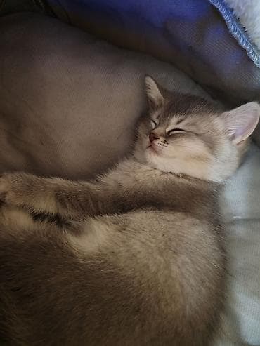 it ucun qurd dermani: Britan, Dişi, Yaxşı əllərə, Ünvandan götürmə — 5