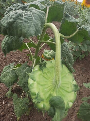 1 kq bugda qiymeti: Günəbaxan tumu satılır 20 tona yaxındı — 1