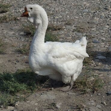 cins ineklerin satisi: Qaz sürüsü satılır – iri cins ev quşları Məhsulun təsviri: - Şəkildə — 2