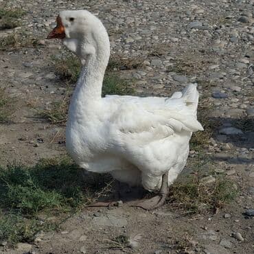 домик для большой собаки: Qaz sürüsü satılır. 1ədad 150 azn Xüsusiyyətlər: - Rənglər: ağ və boz — 3
