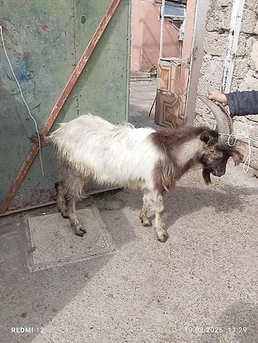 alabay sekilleri: Boz-qəhvəyi rəngli, uzun buynuzlu yerli keçi - Cins: yerli (mix) - — 9