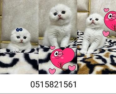 Quşlar: Şotland yastı qulaq — 1