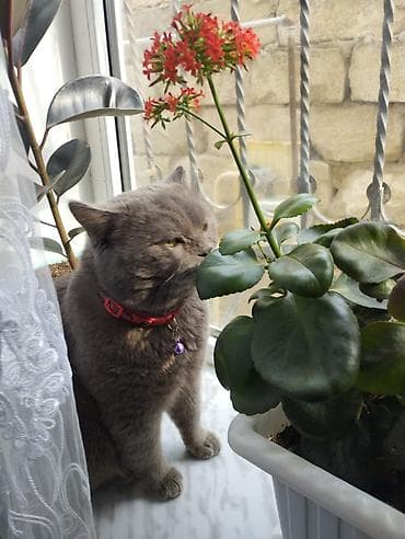 Quşlar: Britan, Erkək, Yaxşı əllərə, Ünvandan götürmə — 2