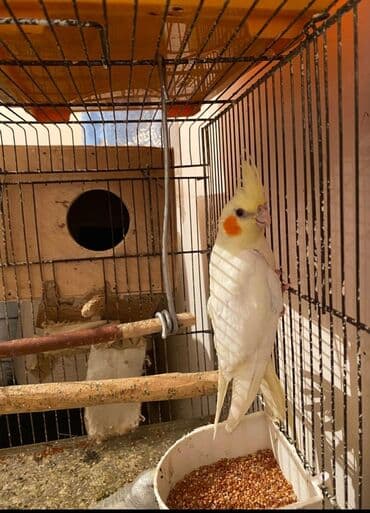 Кошки: Dışı korella sağlam korellardi saglamligna cavbdehem cute olmayıb 6 — 2