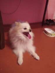 şpitiz: Şpitz — 2