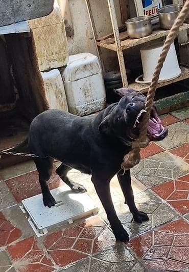dalmatin satilir: Pitbul — 2
