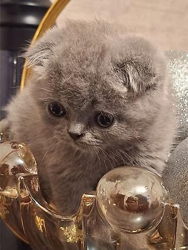 syam pişik: Şotland yastı qulaq — 2