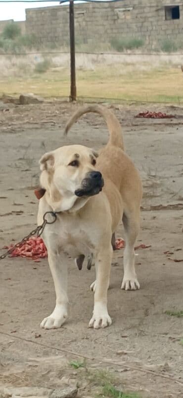 İtlər: Qurdbasar, 3 il, Dişi, Peyvəndli, Ödənişli çatdırılma — 6