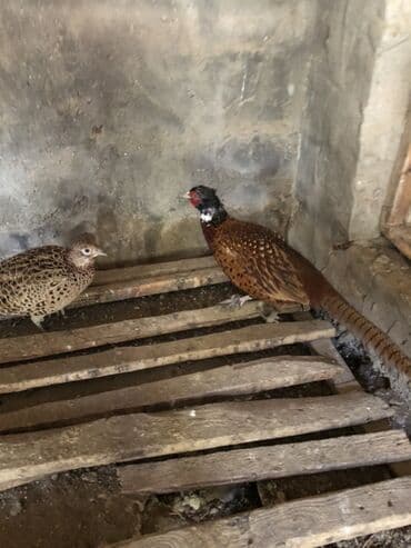 itlərə verilən adlar: Qafqaz qirqovul — 1