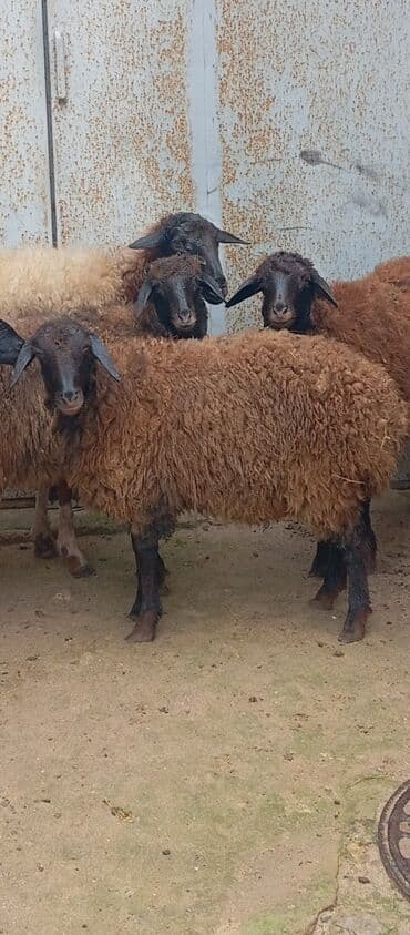 itlərin satışı 2020: Salam ünvan Bakıin maştağa kendi obşi 6 baş heyvanlar 1 baş boğaz — 5