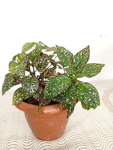 bitki dermanlari: Polka Dot Plant (Hypoestes phyllostachya) – dekorativ yarpaqlı otaq — 1