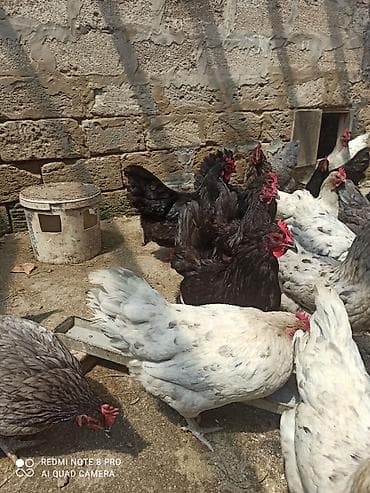 keci satisi: Toyuq, Australorp, Damazlıq, Ünvandan götürmə, Ödənişli çatdırılma — 1