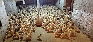 Коровы, быки: Ördəklər – müxtəlif yaş qrupları, partiya şəklində - Şəkillərdə — 6