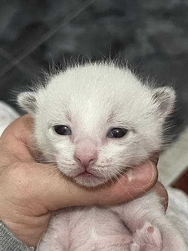 siam pisiyi haqqinda: Siam, Erkək — 9