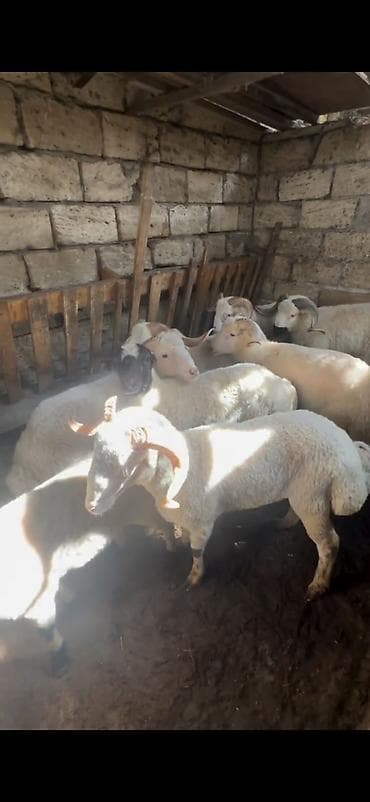 itler pikines per page 40: Qurbanlıq üçün qoç və quzular – yerli cins - Ağ rəngli, bükülü — 7