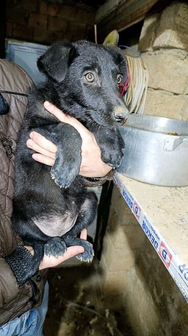 Alman çoban iti, 2 ay, Dişi, Peyvəndli, Ünvandan götürmə