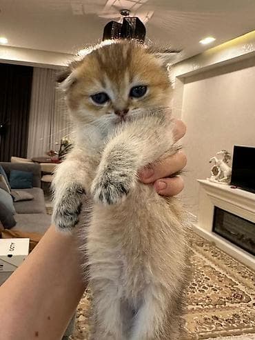 pisik cinsleri: Şotland, Dişi, Erkək, Pulsuz çatdırılma, Rayonlara çatdırılma, Ödənişli çatdırılma — 1