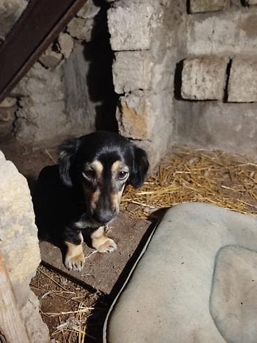 it adları erkek: Peyvəndli — 5