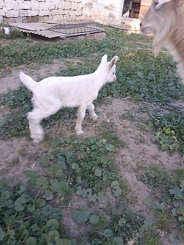 keci satisi: Dişi, Zanen, il: 1, 40 kq, Südlük, Ünvandan götürmə — 2