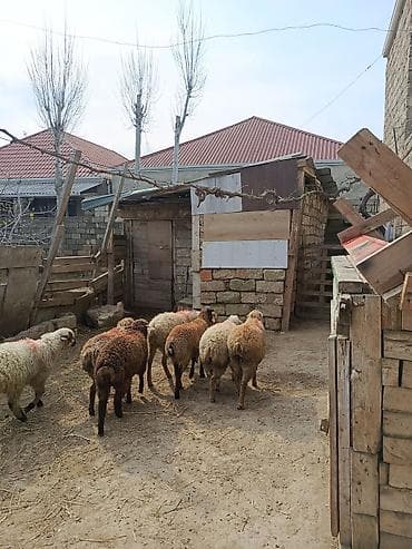 qoyun boğaz: Erkəy quzular — 1