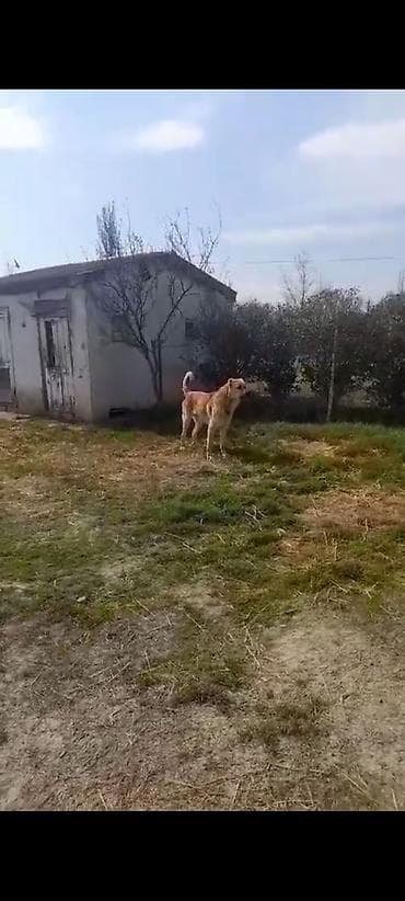 qizil baliq satisi: Erkek, Peyvəndli — 5