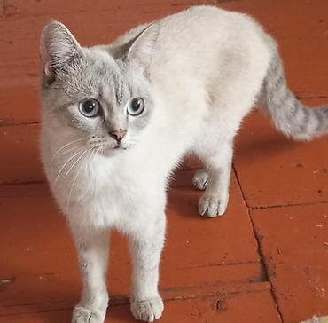 pişik britan: Dişi, Yaxşı əllərə — 4