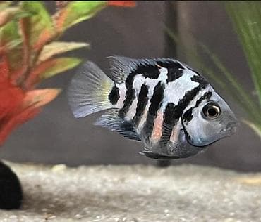 ucuz akvarium baliqlari: Ace nigara 1-2sm 1azn Limonnik 1-2sm 1azn fire fish 1-2sm 1azn — 6