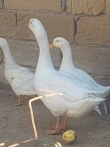 хаски цена в баку: Курица, Для мяса, Самовывоз — 5